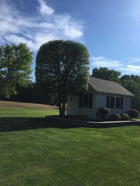 Hand shaped tree beside a small outbuilding